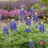 50 Texas Bluebonnet Flower Seeds Lupinus texensis Bluebonnets