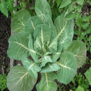 500 Georgia Southern Heirloom COLLARD Greens Seeds