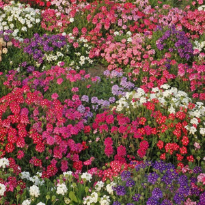 250 Verbena ‘Ideal Florist Mix’ Flower Seeds Verbena Hybrida