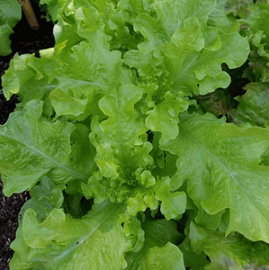 500 Salad Bowl Leaf Lettuce Seeds