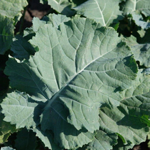 500 Premier Heirloom Kale Seeds