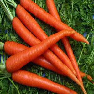 2000 Heirloom Scarlet Nantes Carrot Seeds