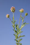 500 Burnet Herb Seeds Flower, Forage Flower, Herb Sanguisorba minor