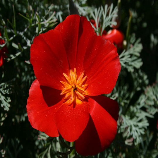 300 California Poppy Flower Seeds Red Chief Eschscholzia Californica