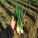 500 TOKYO LONG White Bunching Green Onion Seeds
