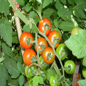 150 Cherry Tomato Seeds Large | Organic | Heirloom | Fresh Vegetable Seeds