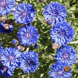 500 Dwarf Blue Bachelor Button Corn flower Seeds Wildflowers