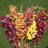 1000 Snapdragon Flower Seeds Giant Tetra Mix Antirrhinum Majus