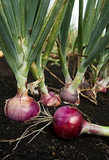 250 Red Burgundy Onion Seeds Allium Cepa Heirloom