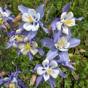 250 Blue Columbine Flower Seeds Aquilegia Caerulea Perennial