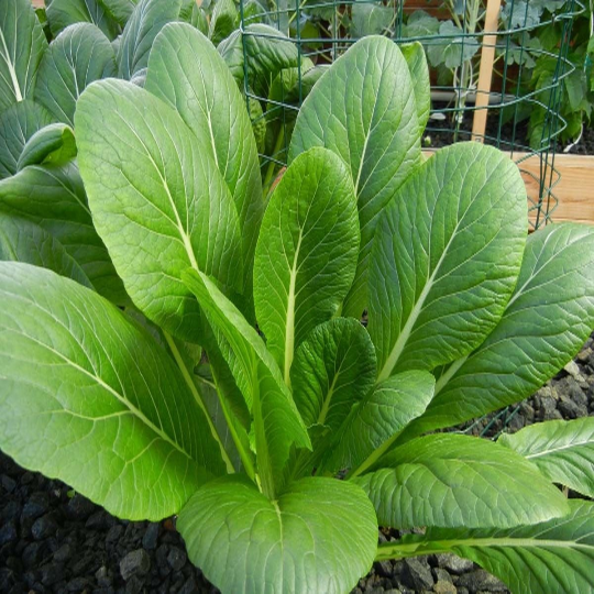 2000 Spinach Greens Mustard Komatsuna Seeds - The New Kale Heirloom