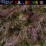 500 RED LEAF MIZUNA Seeds Mustard Japanese Greens Brassica Juncea