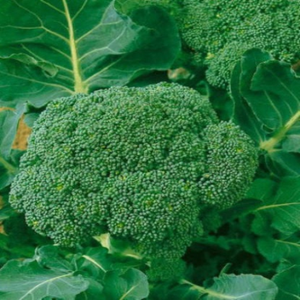 1oz Organic Waltham Broccoli Seeds Heirloom (Approx 9000 Seeds)