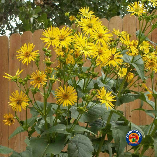 35 Cup Plant Silphium perfoliatum Flower Seeds - Beautiful! Sunflower