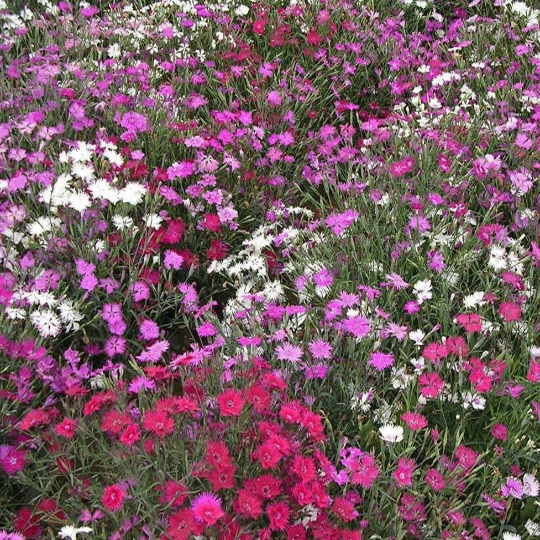 250 Dianthus Cottage Pinks Mixed Flower Seeds Dianthus plumarius