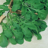 500 Organic Arugula Eruca Sativa Seeds Heirloom