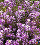 1000 Sweet Alyssum Seeds Royal Carpet Dwarf Purple Lobularia Maritima