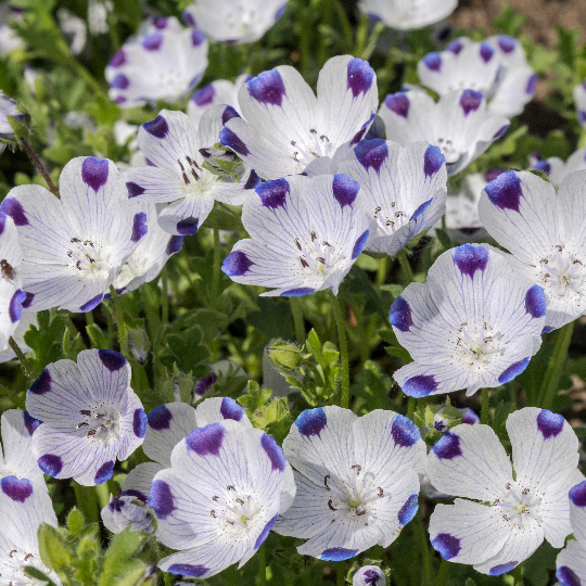 rf5 where to buy flower seeds 250 Five Spot Flower Seeds Nemophila maculata – The Gardening World