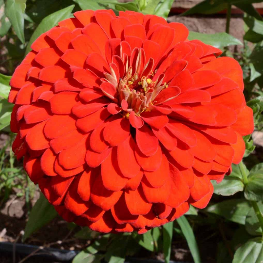 50 Zinnia ‘Will Rogers’ Flower Seeds Zinnia Elegans