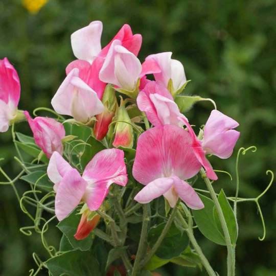 40 Sweet Pea Seeds ‘Cupid Pink’ Flower Seeds Annual Lathyrus odoratus VERY FRAGRANT