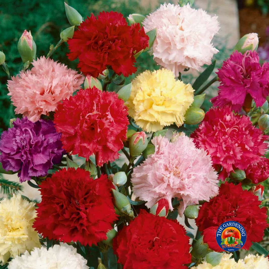 200 Clove Carnation Seeds Chabaud Mix Doubles Dianthus caryophyllus