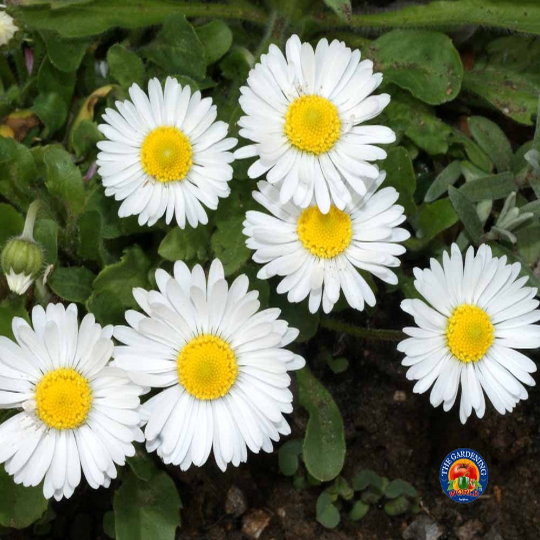 500 English Daisy Flower Seeds Single White Bellis Perennis – The Gardening  World