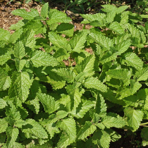 1oz Heirloom Lemon Balm Seeds Culinary Herb (Approx 47,000 Seeds)