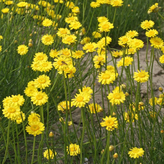 250 Yellow Star Strawflower Seeds Helichrysum subulifolium