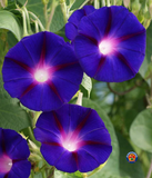 100 Morning Glory Grandpa Ott Purple Flower Seeds