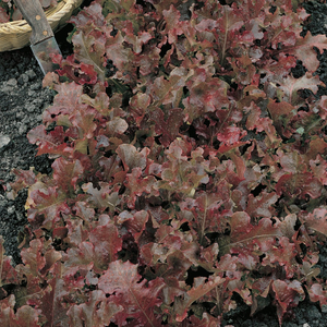 500 Red Salad Bowl Leaf Lettuce Seeds