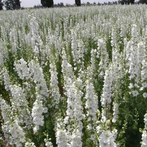250 Delphinium Rocket Larkspur White Seeds ajacis