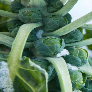 250 Brussels Sprouts Heirloom Long Island Improved Seeds