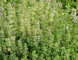 1000 Wild Thyme Flower Seeds Thymus pulegioides Spreading Ground Cover - Bees Love This