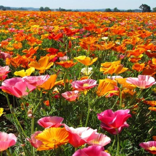 500 Mission Bells CALIFORNIA POPPY Californica Flower Seeds