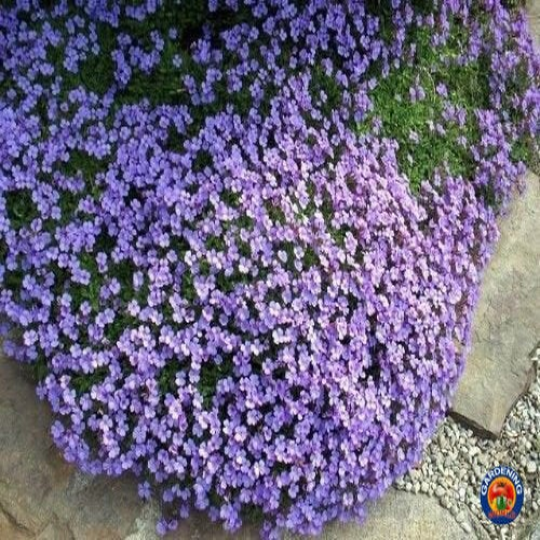 rock cress seeds planting 5,000 PURPLE ROCKCRESS Aubrieta Deltoidea Flower Seeds (Ground Cover) – The Gardening World