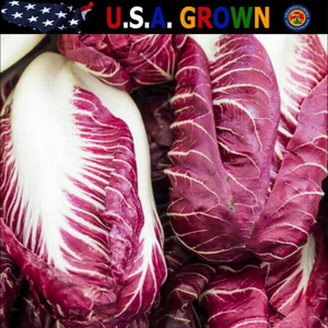 500 Radicchio Seeds - Rouge de Verona Vegetable Seeds