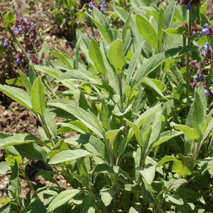 100 Garden SAGE Herb Seeds A Must For Great Stuffing