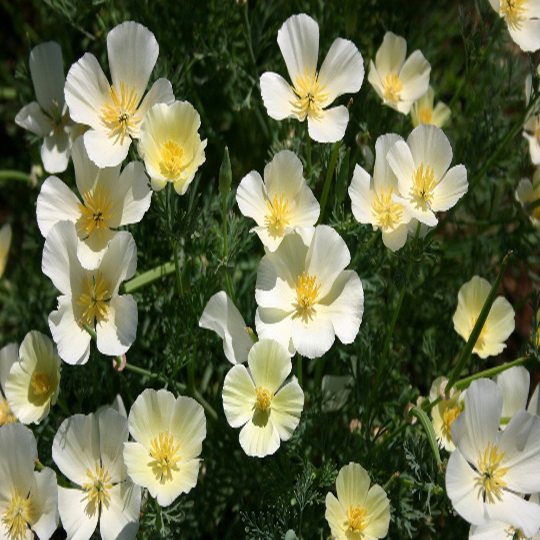 500 WHITE CALIFORNIA POPPY Ivory Castle Flower Seeds