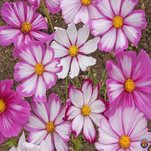 1oz Cosmos Flower Seeds Candy Stripe Wildflowers (Approx 4500 Seeds)