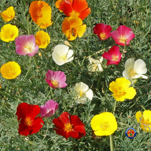 300 MIXED CALIFORNIA POPPY Formula Mix Flower Seeds
