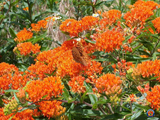 30 Butterfly Milkweed Seeds Asclepias tuberosa Native Perennial for Monarchs