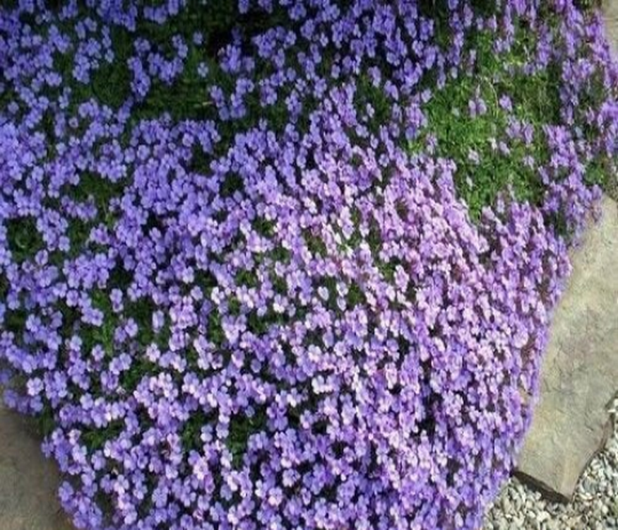 flower seeds ground cover 1000 PURPLE ROCKCRESS Aubrieta Deltoidea Flower Seeds (Ground Cover) – The Gardening World