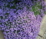 1000 PURPLE ROCKCRESS Aubrieta Deltoidea Flower Seeds (Ground Cover)