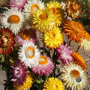 500 Strawflower Dwarf Flower Seeds Mixed Colors