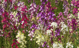 4000 Spurred Snapdragon Flower Seeds Northern Lights