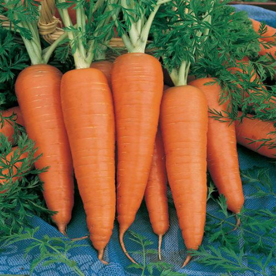 2000 Danvers 126 Carrot Seeds - Excellent Yields and Sweet