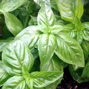 500 Italian Large Leaf Basil Herb Seeds