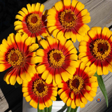 250 Zinnia Elegans ‘Sombrero’ Flower Seeds