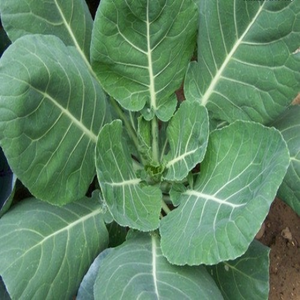 500 Vates Collard Green Seeds