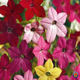 1oz NICOTIANA Alata Flowering Tobacco Flower Seeds Sensation Mix (247,000 SEEDS)